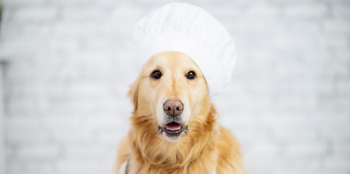 Dog Food Recipe