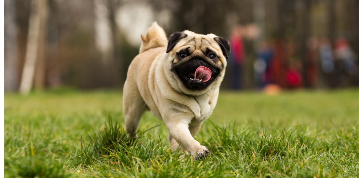 pug running through the grass with tongue out