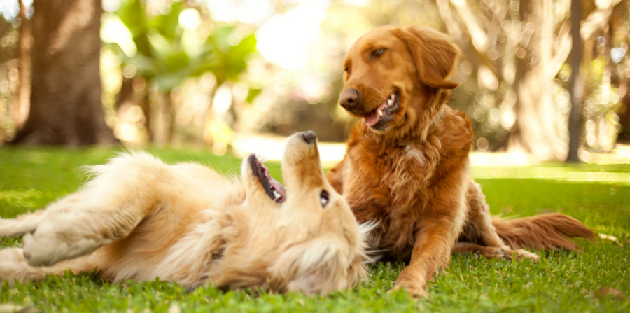 golden retrievers playing outside in the grass
