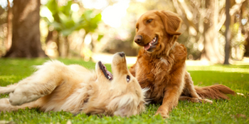 What Causes Yeast in Dogs?