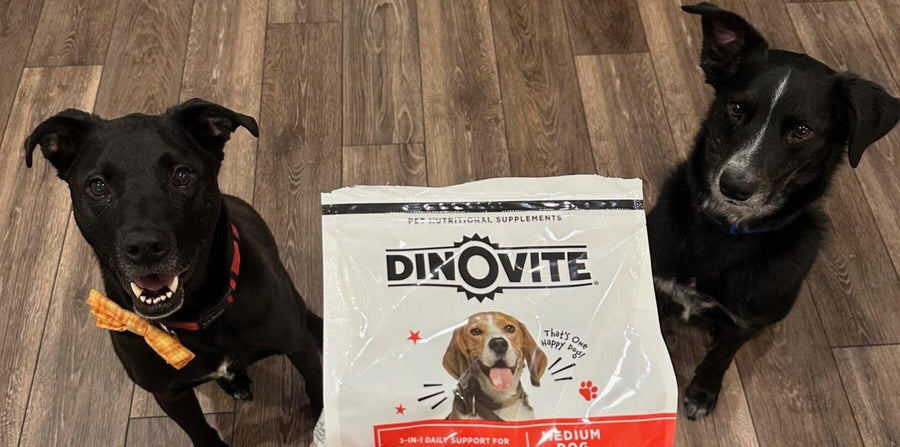 black dogs looking up at dinovite for dogs
