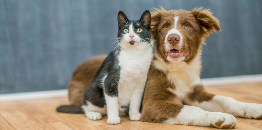 Ensuring a Happy, Healthy Pet