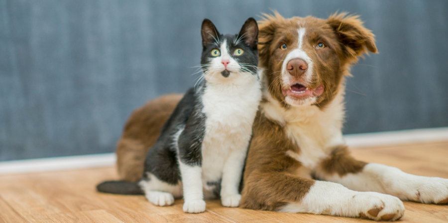 dog and cat
