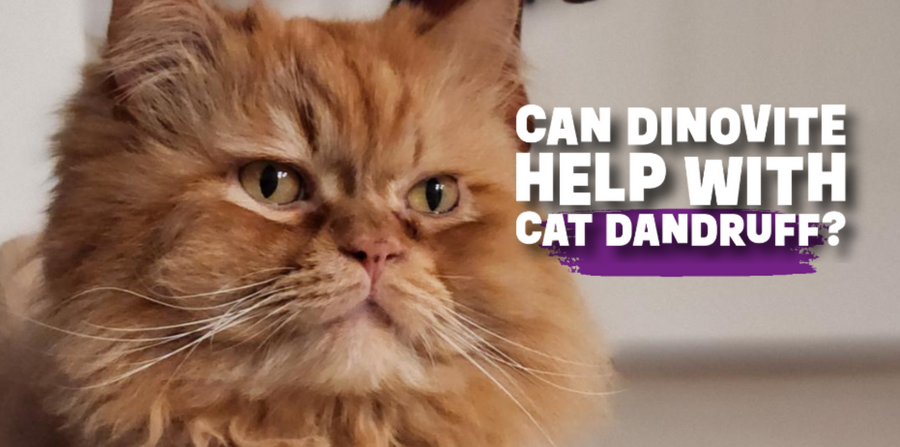 How Dinovite May Be Able to Help Cat Dandruff