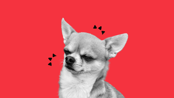 sneezing chihuahua