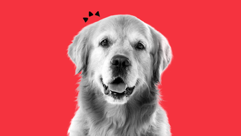 How Probiotics Support Dogs' Immune Systems