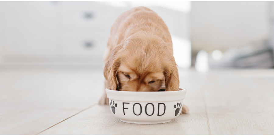 puppy eating out of food bowl enjoying a meal