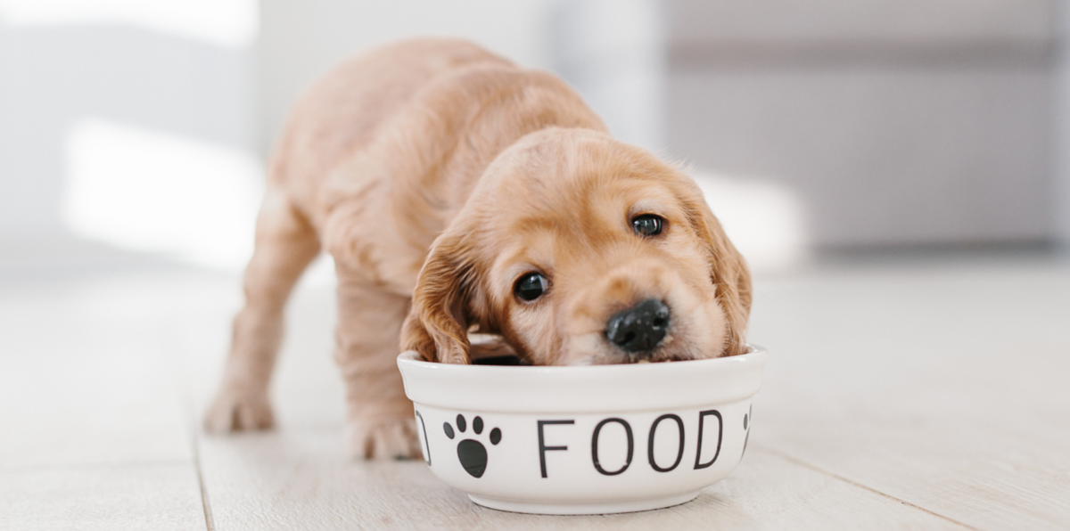 puppy eating out of food bowl