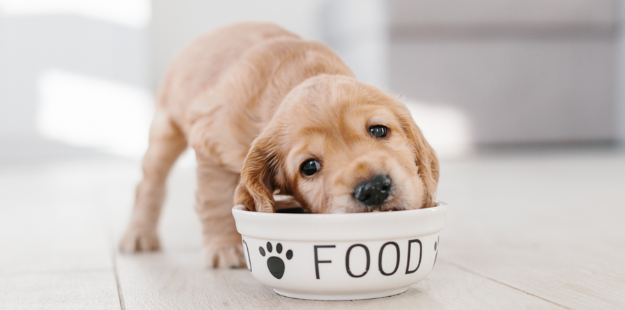 puppy eating out of food bowl