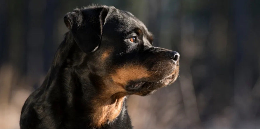 rottweiler looking out into distance