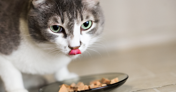 cat with green eyes licking soft treat