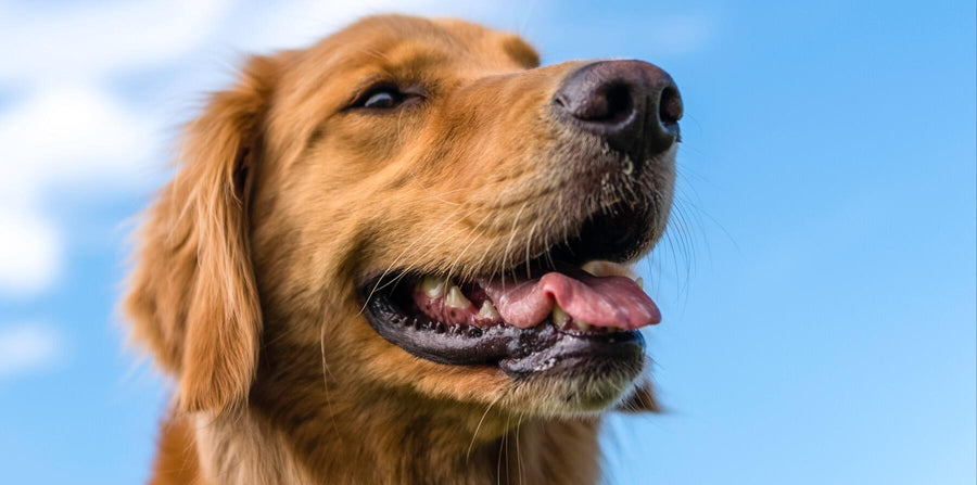 golden retriever with blue sky looking to the right
