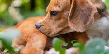 Best Supplement for Dog Itchy Skin (2026 Comparison Guide)