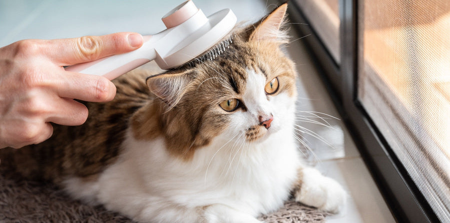 grooming a cat