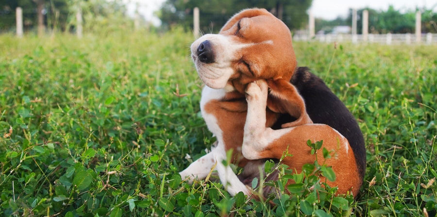 beagle itching behind its ear in the grass