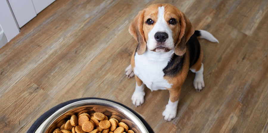 beagle looking up at food bowl