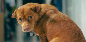 small brown dog looking anxious