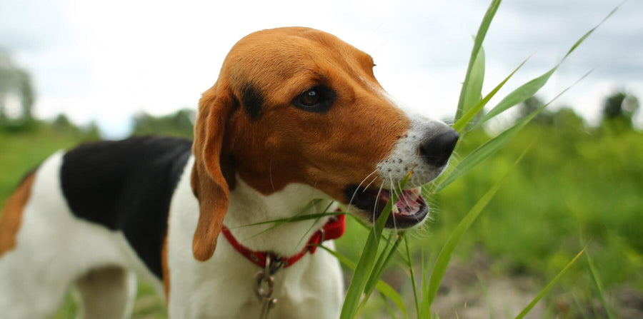 dog eating grass outside