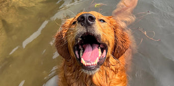 retriever dog in the water showing its mouth and teeth