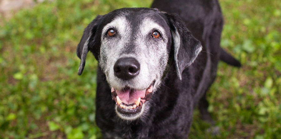 Senior Dog Supplements for Common Health Issues