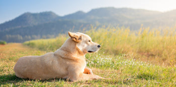 dog looking out at nature