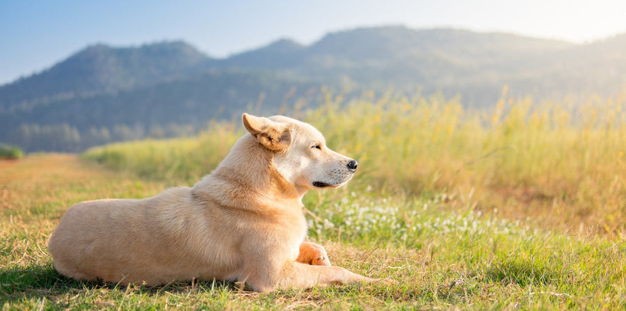 dog looking out at nature