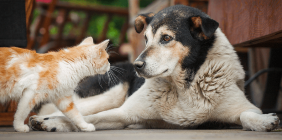 Why Your Pet Has Skin and Coat Issues