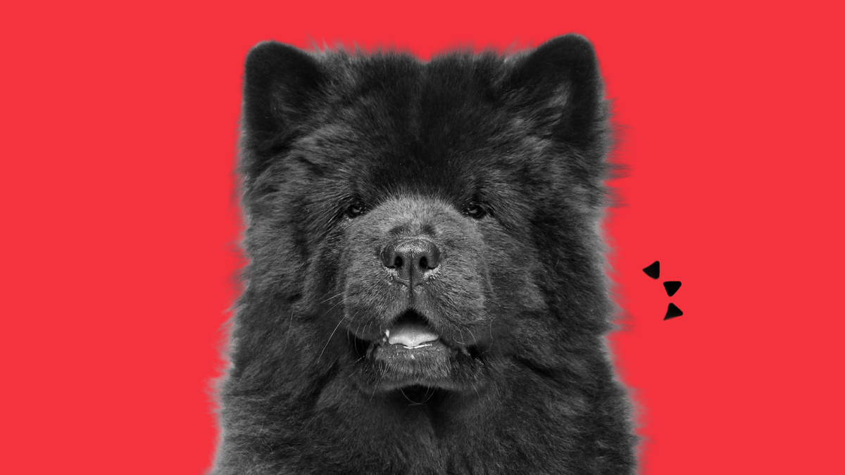 black chow dog