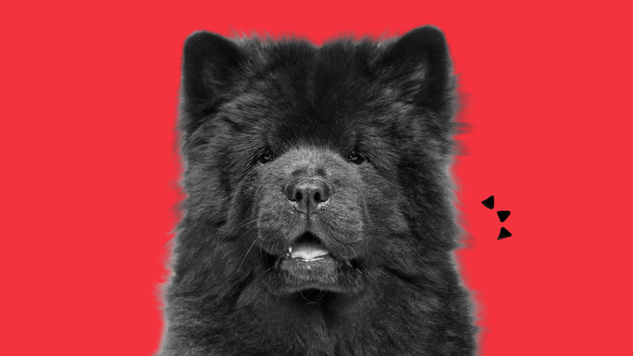 black chow dog