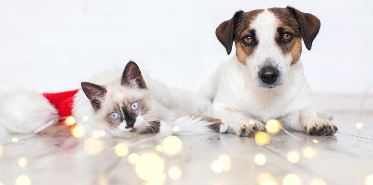dog and cat with christmas string lights