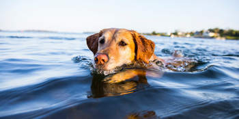 Swimming Safety for your Dog