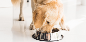 The Best Dog Food