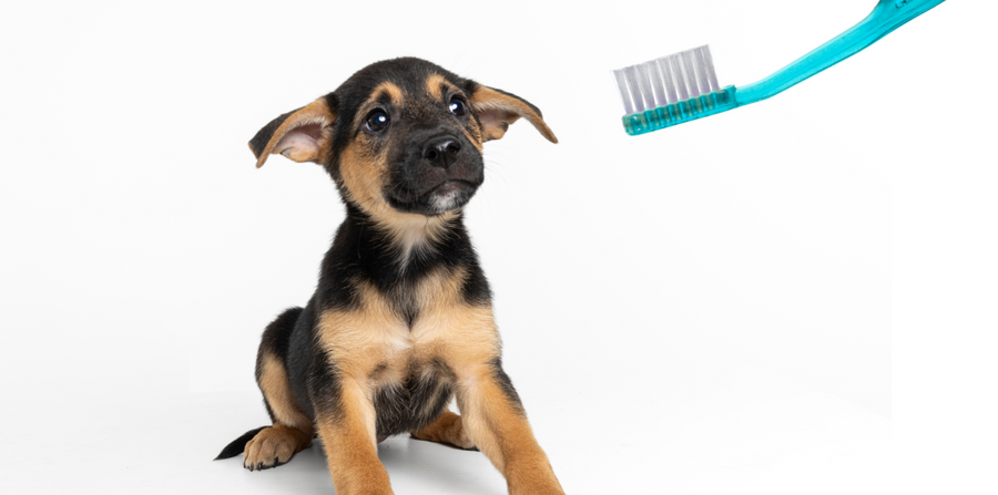 black and white puppy looking scared of toothbrush