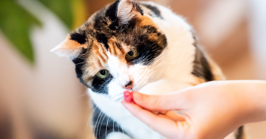 calico cat eating Tuna & Gut Health Crunchy Bites