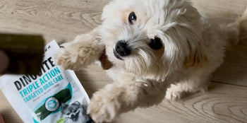 small white dog pawing at dinovite dental chews for dogs