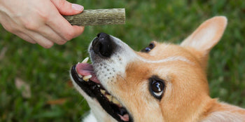 corgi looking up at dinovite dental chews for dogs