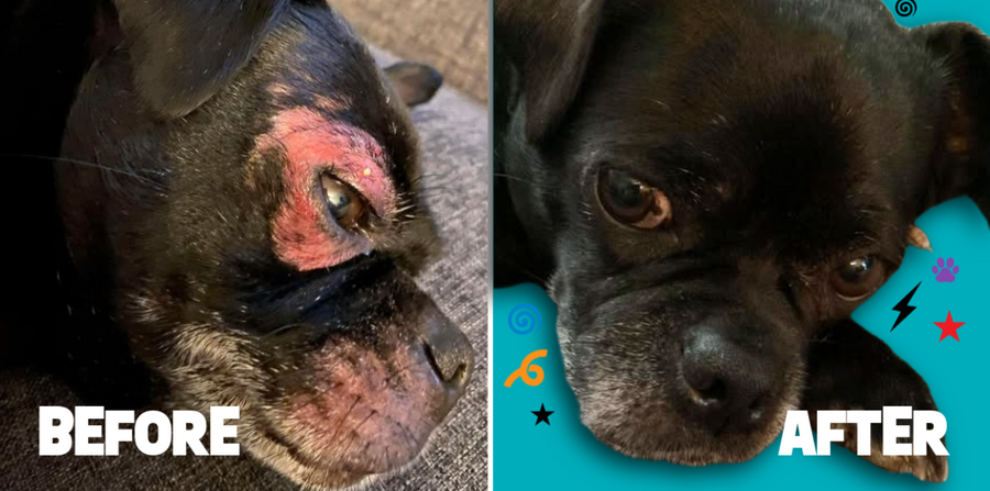 How Dinovite Helped One Dog Beat Allergies, Itching, and Hot Spots (Real Story!)