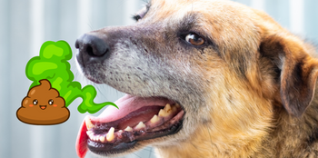 dog with horrible breath