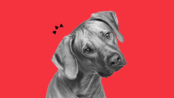 dog confused looking at camera
