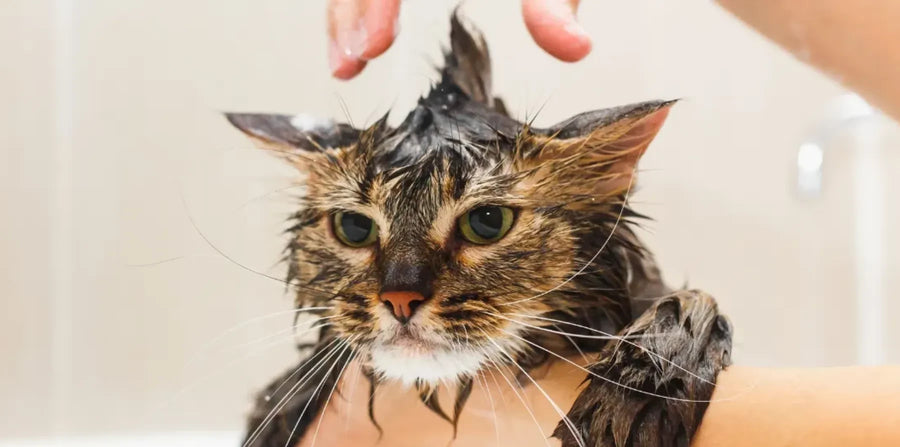 How to Bathe a Cat