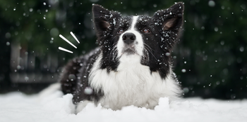 10 Winter Activities for Your Dog