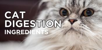 Dinovite for Cats Ingredients for Cat Digestion