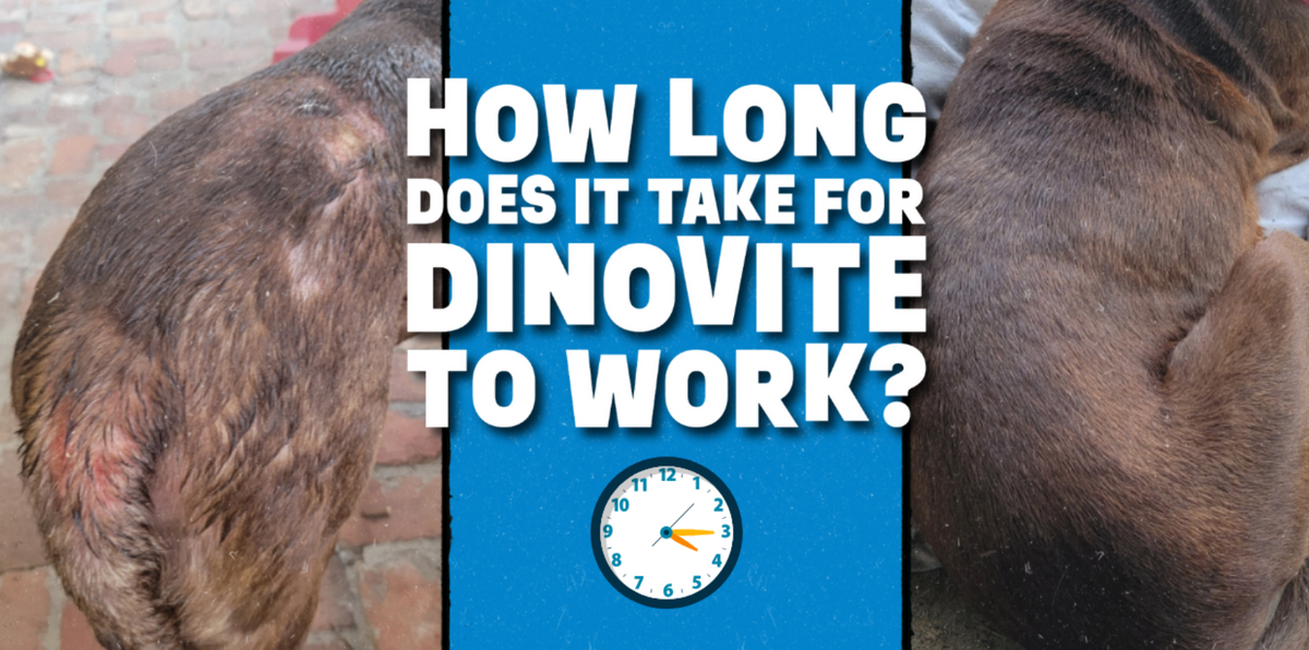 How Long Does It Take for Dinovite to Work?