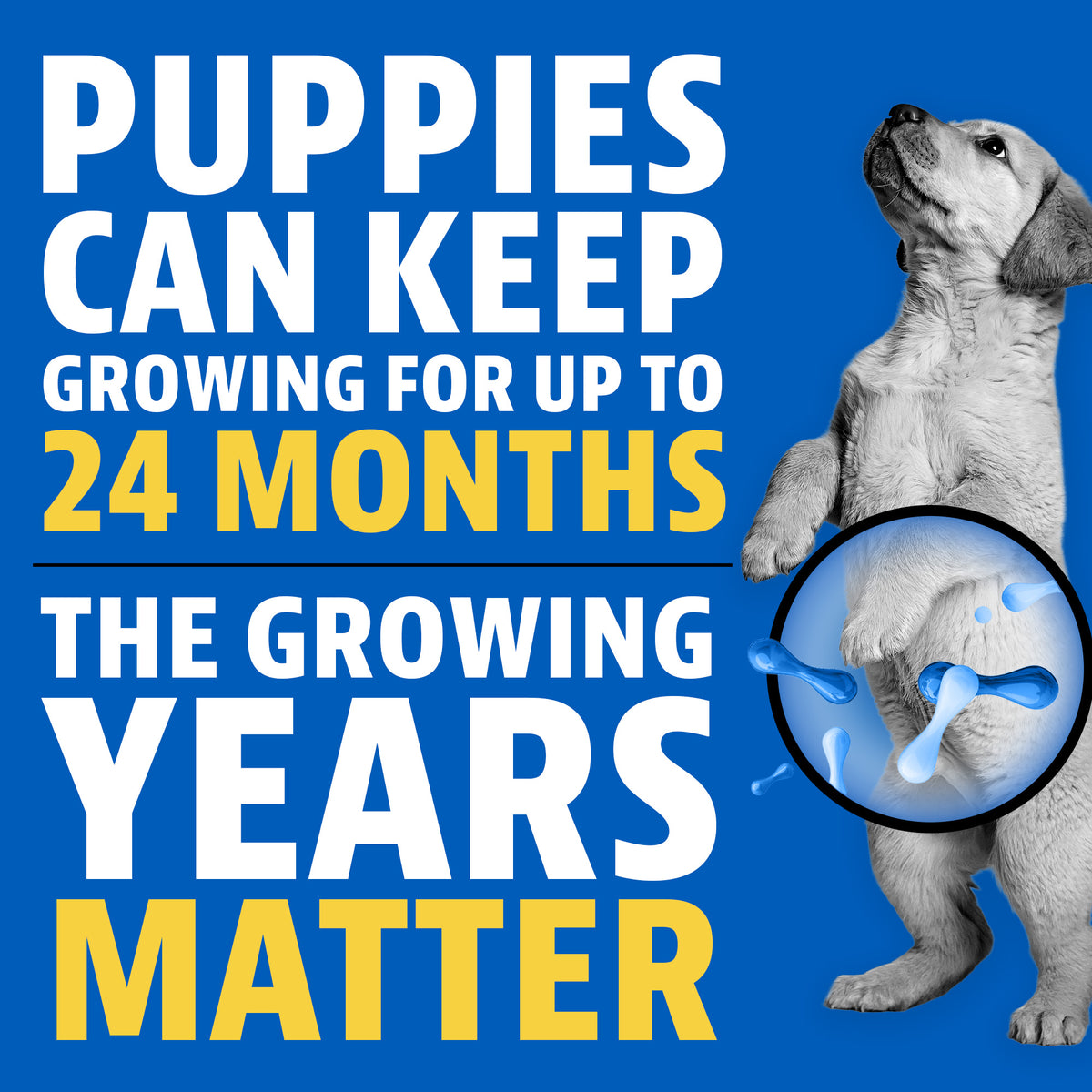 Puppies can keep growing for up to 24 months. The growing years matter. A golden retriever puppy standing up with a highlighted circle over its belly