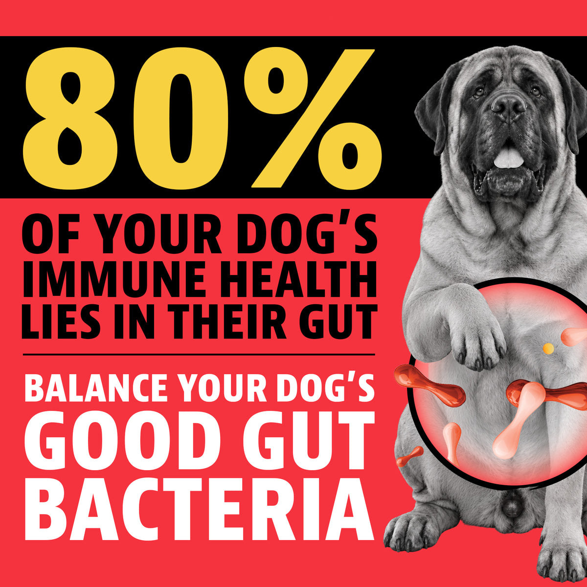 80% of your dog's immune health lies in their gut. Balance your dog's good gut bacteria. A mastiff standing up with a highlighted circle over its belly showing gut bacteria