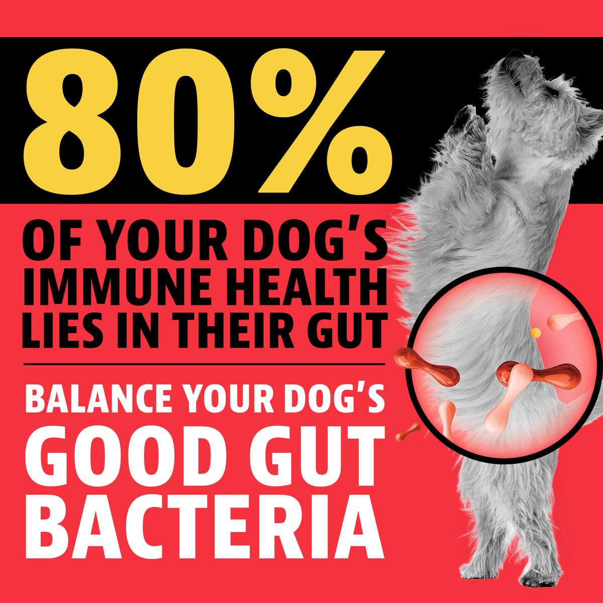 80% of your dog's immune health lies in their gut. Balance your dog's good gut bacteria. A small white dog standing up with a highlighted circle over its belly showing gut bacteria