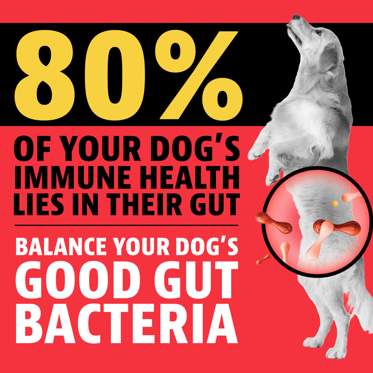 80% of your dog's immune health lies in their gut. Balance your dog's good gut bacteria. A golden retriever standing on its hind legs with a highlighted circle over its belly showing gut bacteria