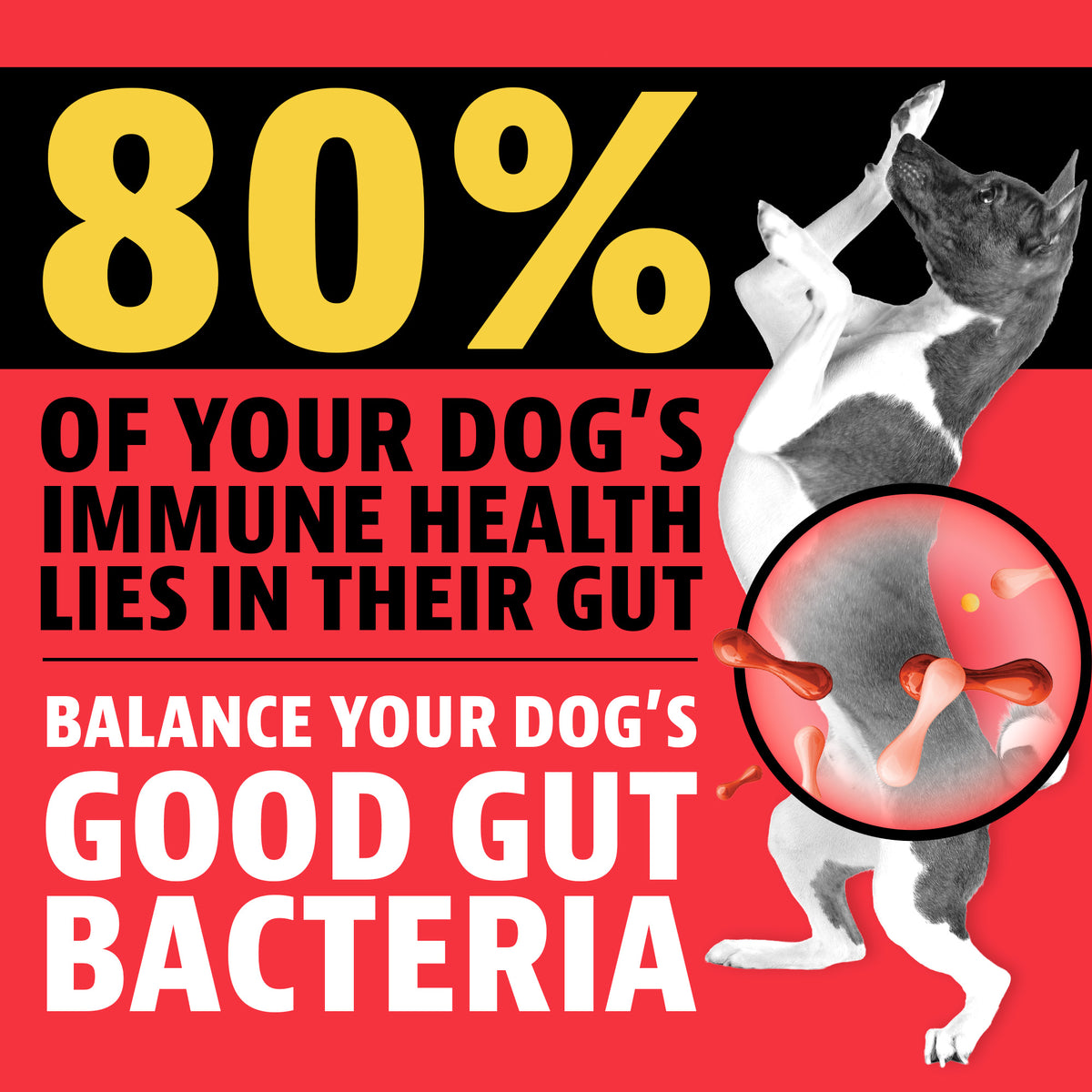 80% of your dog's immune health lies in their gut. Balance your dog's good gut bacteria. A dog standing on its hind legs with a highlighted circle over its belly showing gut bacteria