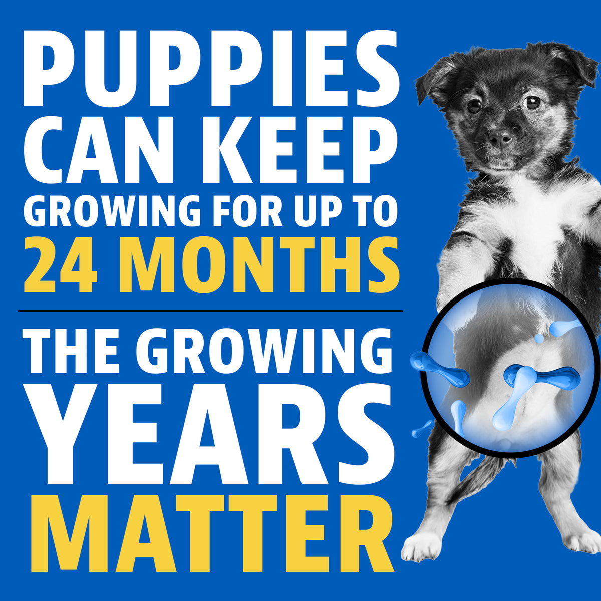 Puppies can keep growing for up to 24 months. The growing years matter. A puppy standing up with a highlighted circle over its belly
