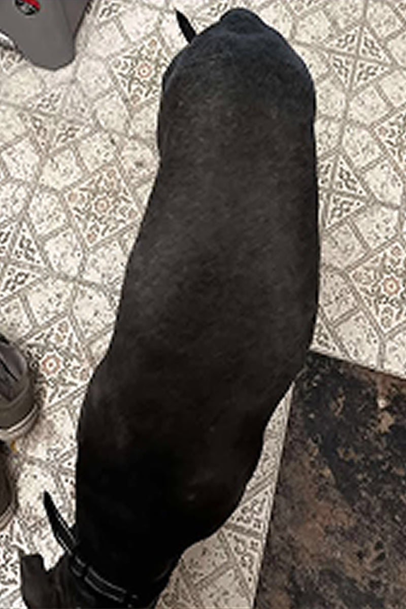 The same dog with a full, glossy black coat